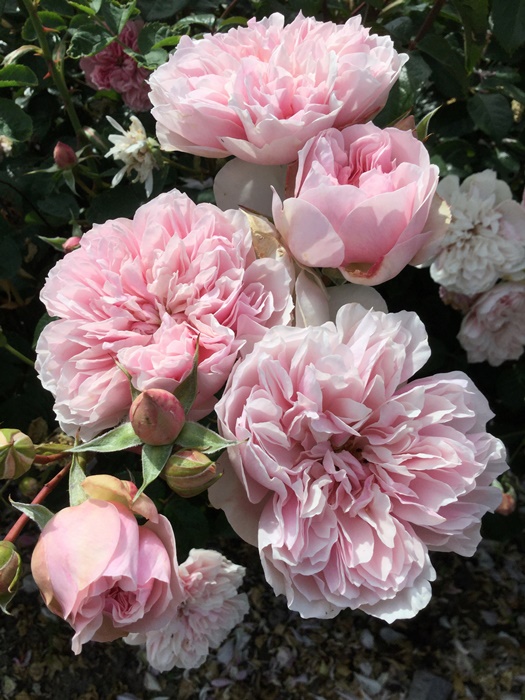 楽天市場】バラ苗【中苗】ロウラン【楼蘭】 国産苗 6号鉢植え品［農林