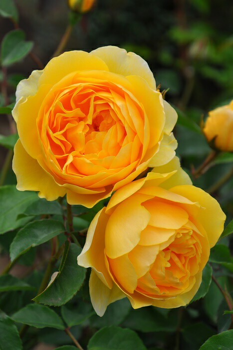 楽天市場】【大苗】バラ苗 ジエンシェントマリナー 輸入苗 7号