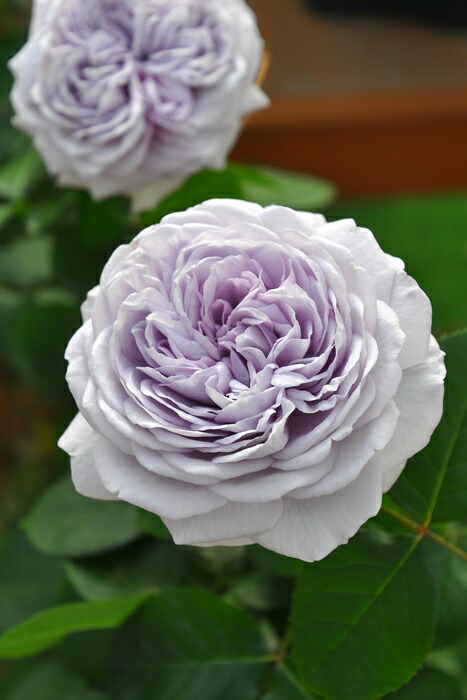 楽天市場】バラ苗【中苗】ラベンダーブーケ 国産苗 6号鉢植え品［契約