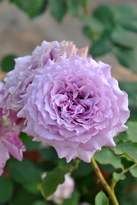 楽天市場】バラ苗【中苗】ウィンディーナイト 国産苗 6号鉢植え品