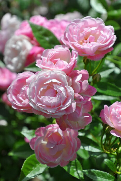 楽天市場】バラ苗【中苗】ボニー 国産苗 6号鉢植え品《J-CL20》 : バラ