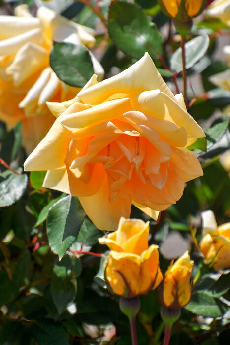 ドイリー1137❤️大輪薔薇とアネモネの華麗なドイリー✨特大73×42㎝ 楽天市場】【大苗】バラ苗 レディヒリンドン 国産苗 6号鉢植え品