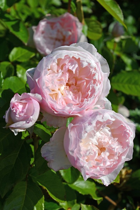 楽天市場】バラ苗【中苗】ルリール 国産苗 6号鉢植え品［契約品種