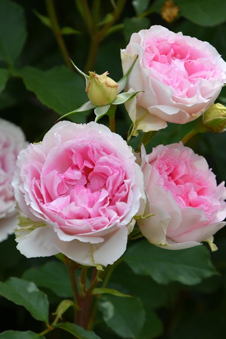 X562 HEREND エリザベートのバラ 3点 記念 現状品 X562 HEREND エリザベートのバラ 3点 記念 現状品