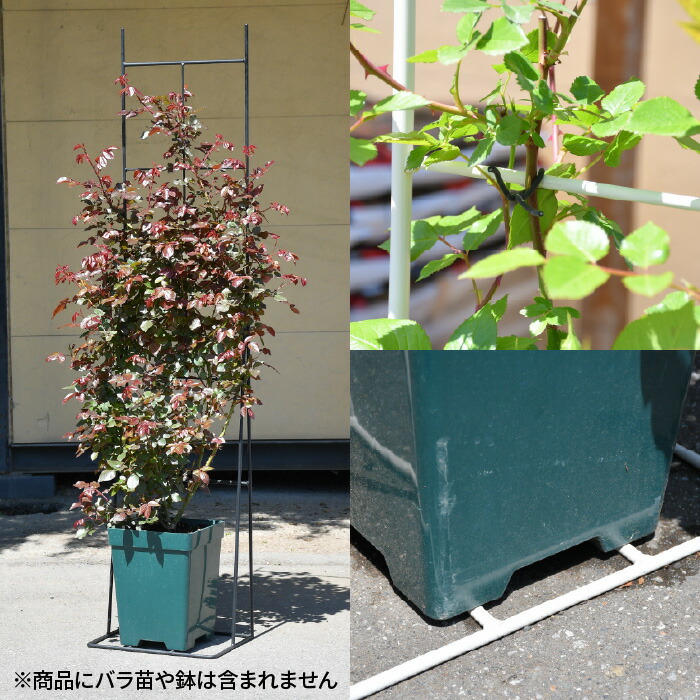楽天市場】【Bells More】バラの家 グローフェンス用