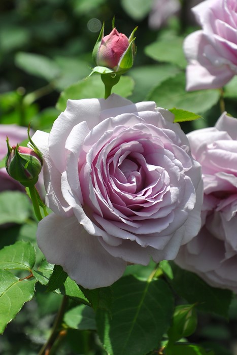 楽天市場】【冬季大苗】バラ苗 まほろば 国産苗 6号鉢植え品［契約品種