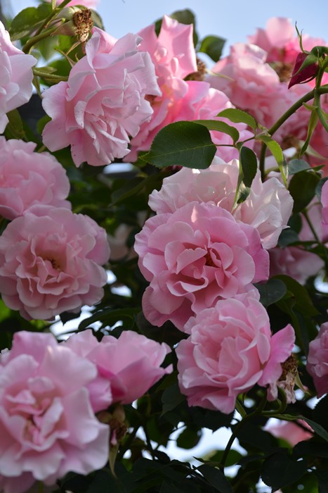 楽天市場】スパニッシュ・ビューティー（大苗）7号鉢植え つるバラ