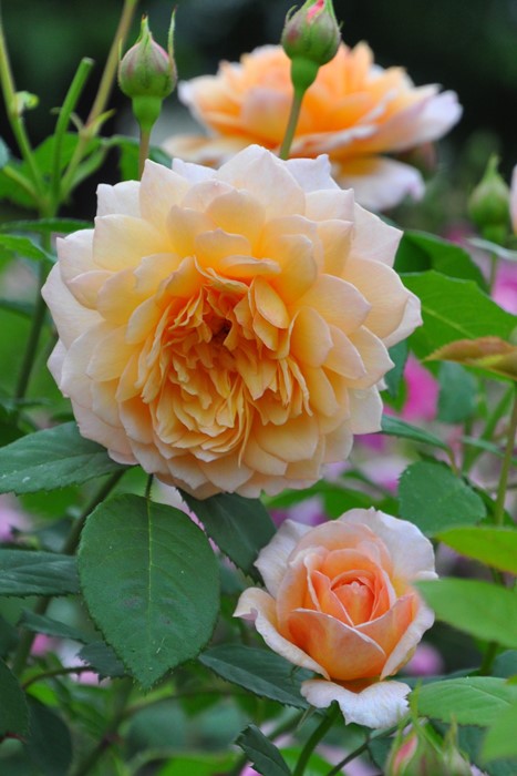 楽天市場】【冬季大苗】バラ苗 クラウンプリンセスマルガリータ 輸入苗