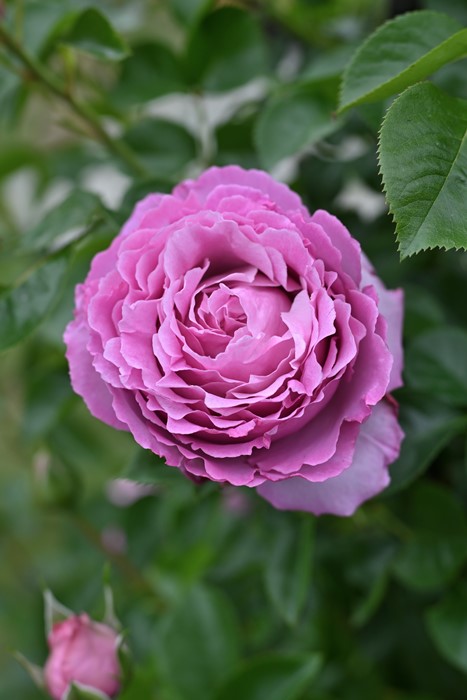 アウトレットセール 特集 送料無料 カミーユ長尺7号大苗 鉢植え バラ 薔薇 ロサ オリエンティス 大苗 7号鉢 7寸 
