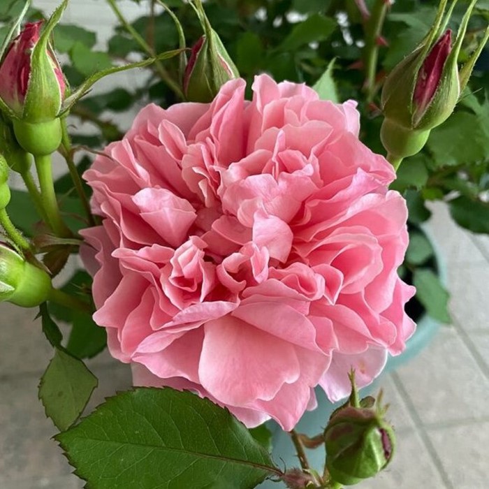 ドイリー1137❤️大輪薔薇とアネモネの華麗なドイリー✨特大73×42㎝ ドイリー1137️大輪薔薇とアネモネの華麗なドイリー✨特大73×42