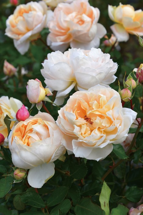 Rosa Orientis コントレイル バラ　大苗　正規品 楽天市場】【大苗】バラ苗 コントレイル 国産苗 6号鉢植え品