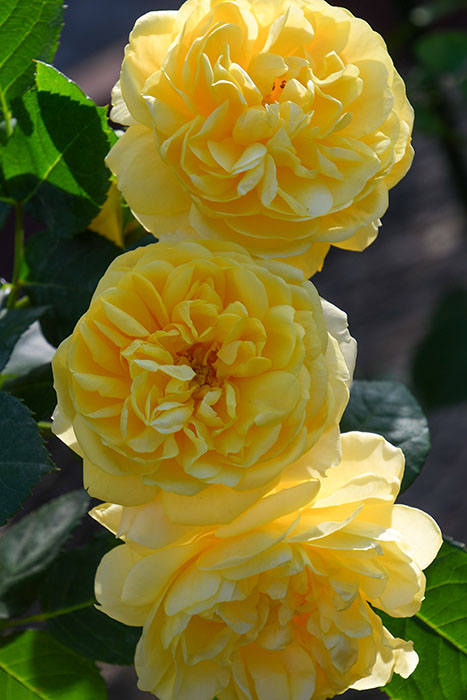 Milk様用　バラ苗♡　入手困難　廃盤品種s.asma Milk様用バラ苗♡入手困難廃盤品種s.asma