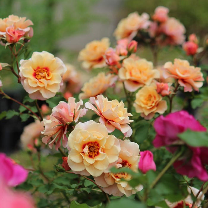 楽天市場】バラ苗【中苗】アイオブザタイガー 国産苗 6号鉢植え品