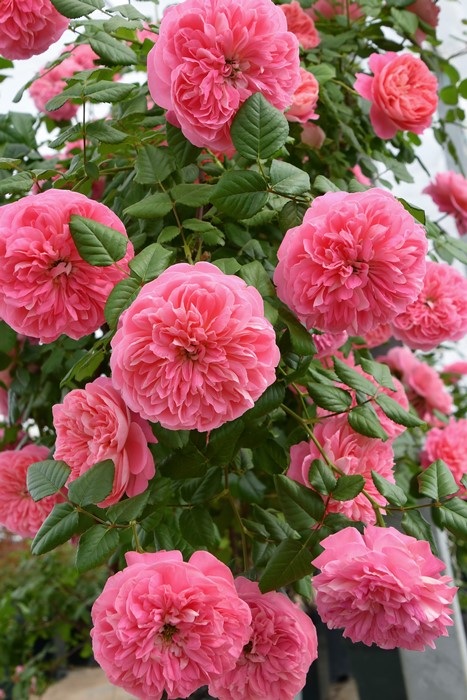 【大苗】バラ苗 ライオンハート 国産苗 6号鉢植え品［農林水産省 品種登録出願中］《J-RP》