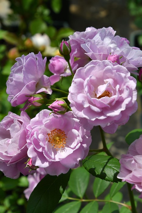 楽天市場】バラ苗【中苗】つるヒストリー 国産苗 6号鉢植え品