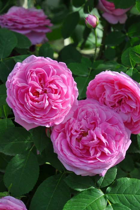 楽天市場】【冬季大苗】バラ苗 メアリーディレイニー【モーティマー