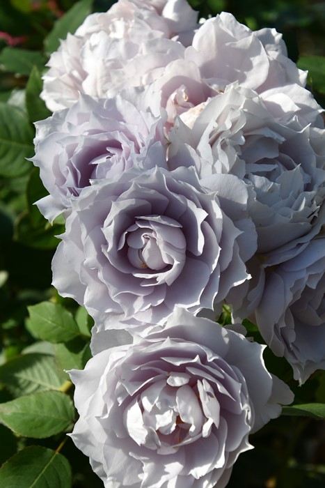 楽天市場】【冬季大苗】バラ苗 ルクソール 国産苗 6号鉢植え品［農林