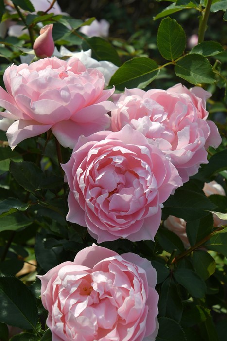 エリザベート バラ苗 Rosa Orientis 新苗 7号鉢 m85984552170_1.jpg?1748342763