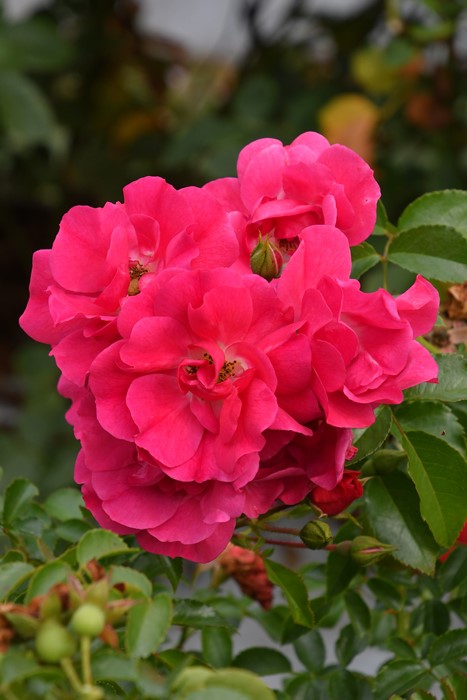 楽天市場】バラ苗【中苗】あわゆき【淡雪】 国産苗 6号鉢植え品《J