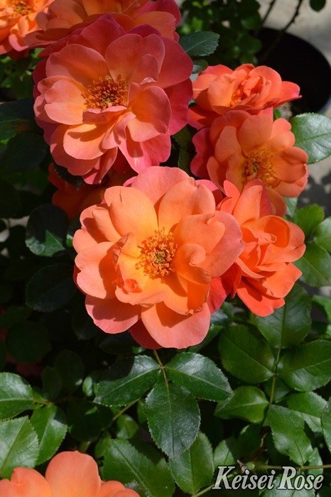 楽天市場】バラ苗【中苗】あおいのうえ【葵の上】 国産苗 6号鉢植え品