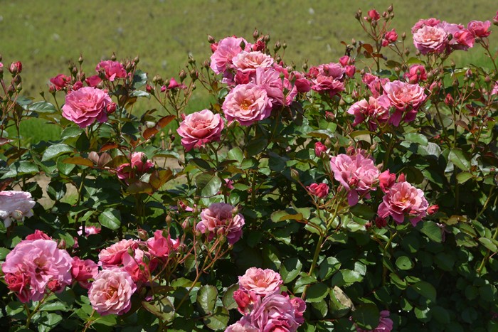 冬季大苗】バラ苗 あおいのうえ【葵の上】 国産苗 6号鉢植え品［農林