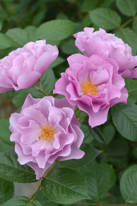 Rosa Orientis コントレイル バラ　大苗　正規品 楽天市場】【大苗】バラ苗 コントレイル 国産苗 6号鉢植え品