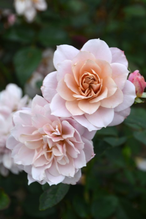 楽天市場】バラ苗【中苗】うののさらら 国産苗 6号鉢植え品［農林水産