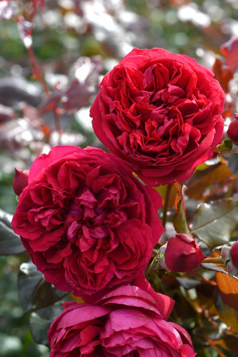 Rosa Orientis コントレイル バラ　大苗　正規品 楽天市場】【大苗】バラ苗 コントレイル 国産苗 6号鉢植え品