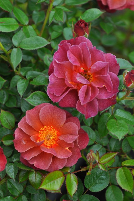 楽天市場】バラ苗【中苗】ハッピーマザーズデー【ピンクマザーズデー