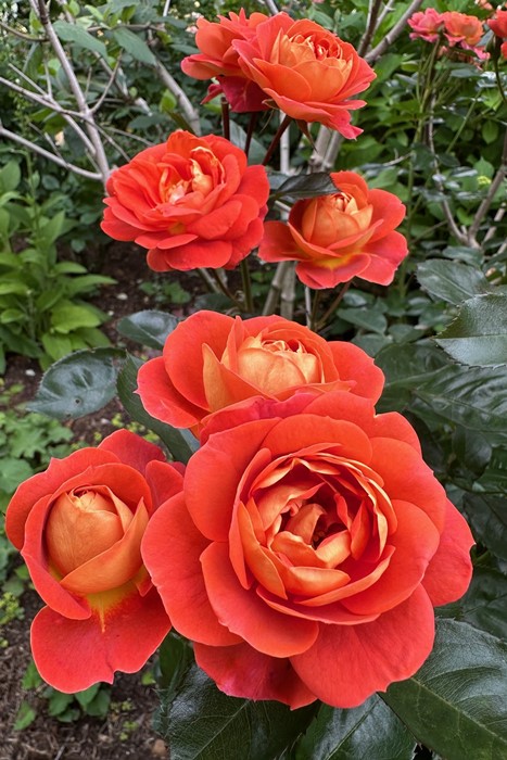 Rosa Orientis コントレイル バラ　大苗　正規品 大苗】バラ苗 コントレイル 国産苗 6号鉢植え品［農林水産省