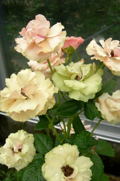 楽天市場】バラ苗【中苗】エンゼルフェイス 国産苗 6号鉢植え品《J