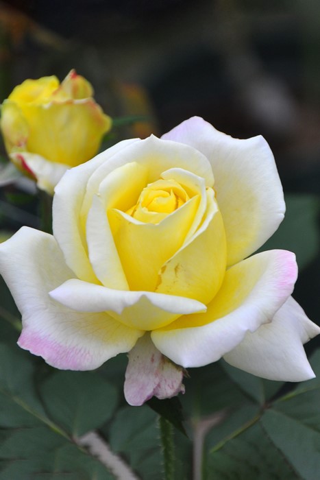 レア　❀専用同梱❀　バラ　苗　フェイ　2450円 楽天市場】バラ苗【中苗】エンゼルフェイス 国産苗 6号鉢植え品《J