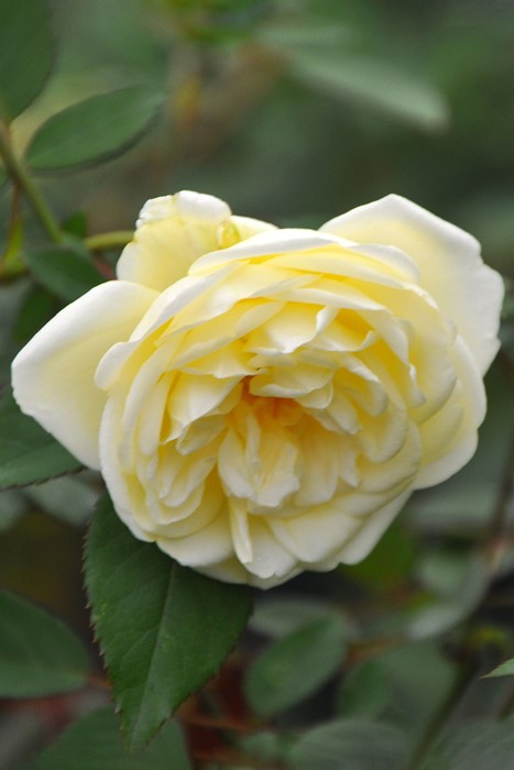 バラ苗 楽天市場】バラ苗【中苗】アンペラトリスファラー 国産苗 6号