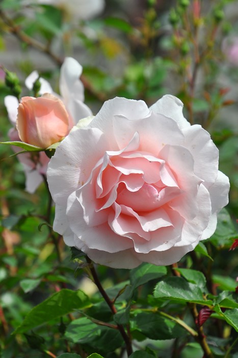 丸アイ」切り花品種バラ苗 レアバラ 2点 丸アイ」切り花品種バラ苗