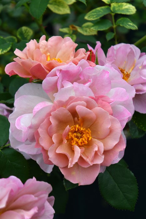 薔薇苗　入手困難　つる薔薇　❤️ラベンダー＊＊ ケ❤️ 見本 日本花キ流通 予約販売 バラ苗 バラ大苗 つるバラ つるアンジェラ 薔薇