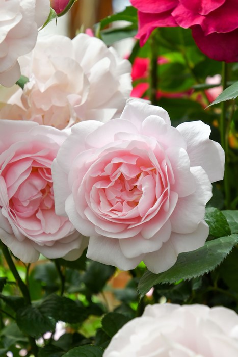 楽天市場】バラ苗【中苗】ポルトブルー 国産苗 6号鉢植え品［農林水産