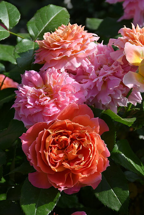 楽天市場】【冬季大苗】バラ苗 ザセレスティアル 国産苗 6号鉢植え品