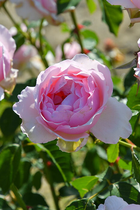 楽天市場】バラ苗【中苗】ベルベティトワイライト 国産苗 6号鉢植え品