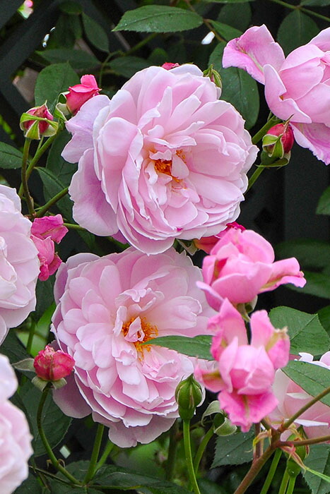 楽天市場】【冬季大苗】バラ苗 ジエンシェントマリナー 輸入苗 7号