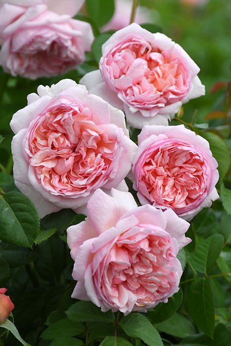 希少　レア　バラ苗　6号鉢 楽天市場】バラ苗【中苗】かおるの【薫乃】カオルノ 国産苗 6号