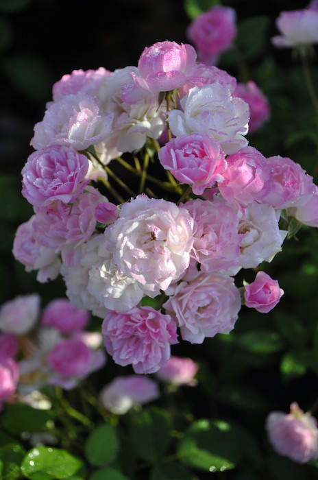 えみです♪ホワイトメイディランド♪赤ちゃん薔薇苗です(’-’*)♪ バラ苗【中苗】ホワイトメイディランド 国産苗 6号鉢植え品《J