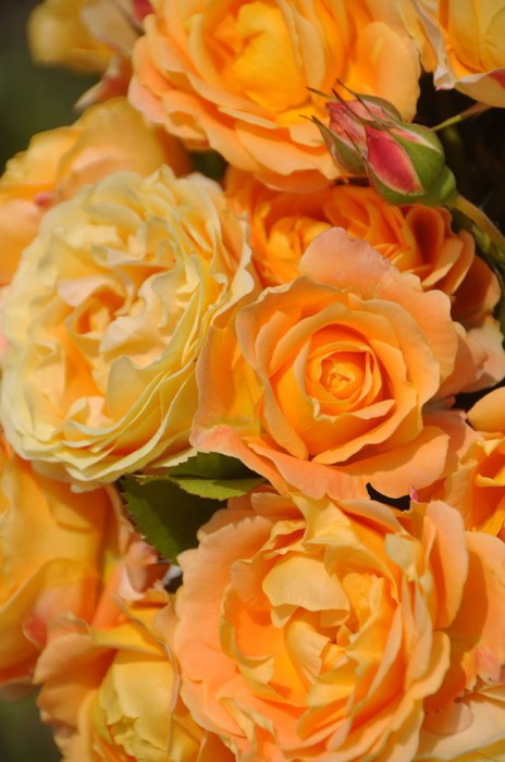 楽天市場】バラ苗【中苗】ラドルチェヴィータ 国産苗 6号鉢植え品