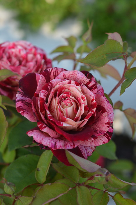 ドイリー1137❤️大輪薔薇とアネモネの華麗なドイリー✨特大73×42㎝ ドイリー1208❤️薔薇の花園スクエアドイリー✨