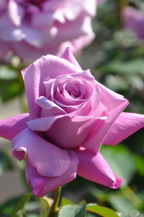 ドイリー1137❤️大輪薔薇とアネモネの華麗なドイリー✨特大73×42㎝ NO26 レース編みドイリー3枚セット お花のドイリー ミニドイリー