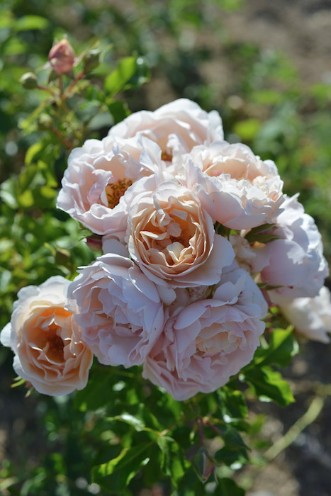 バラ苗 A12 imgrc0070009877.jpg