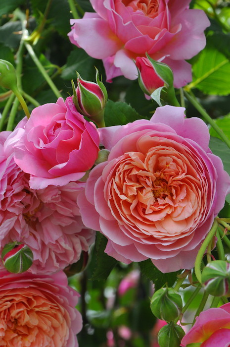 楽天市場】バラ苗【中苗】プリP.J.ルドゥーテ 国産苗 6号鉢植え品