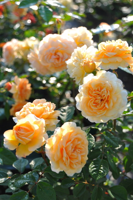 えみです♪ホワイトメイディランド♪赤ちゃん薔薇苗です(’-’*)♪ ホワイトメイディランド