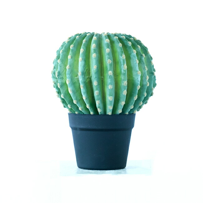 楽天市場】【B品 規格外】 ウチワサボテン ポット 117【インテリア