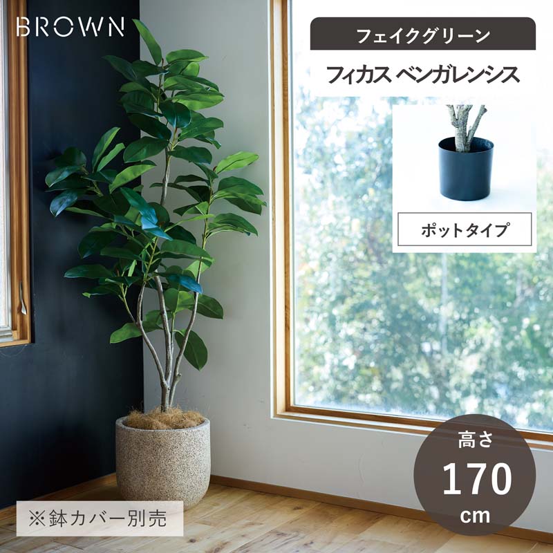 自分インテリア フィカス ベンガレンシス 大人スタイル植物 フィカス・ベンガレンシス'オードリー' 7号 おしゃれなインテリア