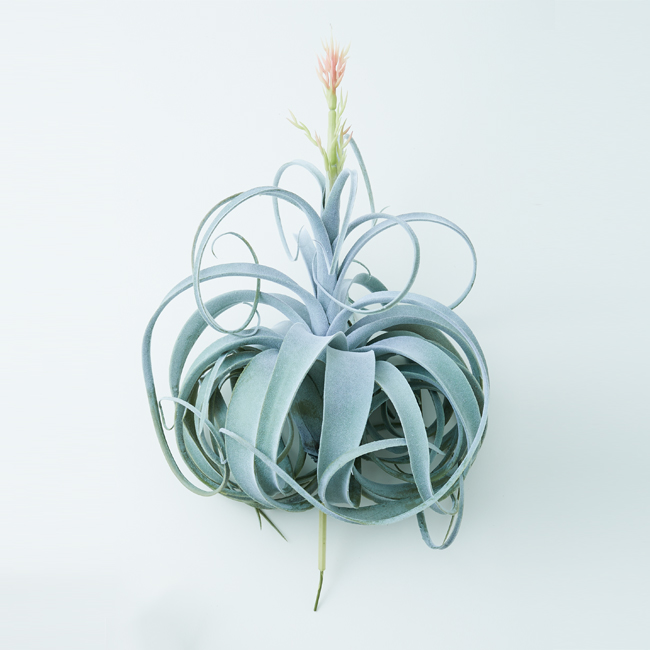 楽天市場】チランジア（キセログラフィカ：特大） 3Lサイズ 苗 1株